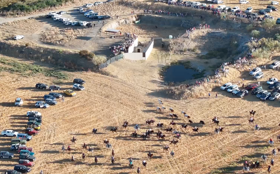Manada de reses bravas en el campo