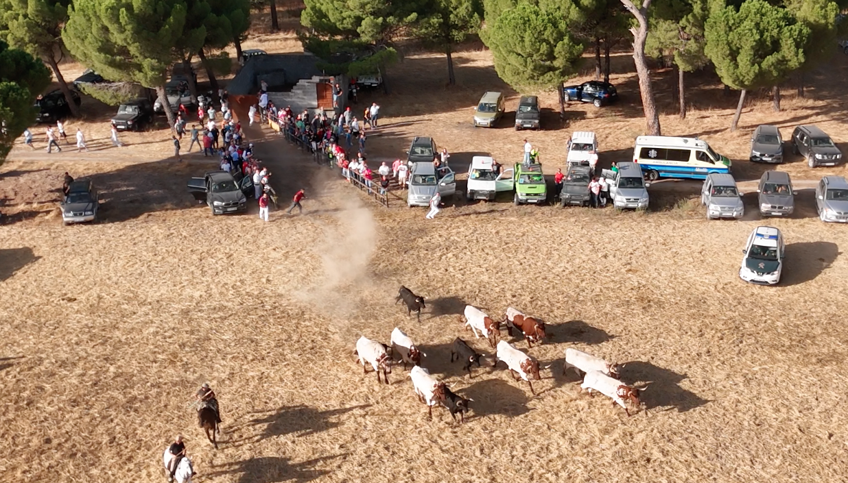 Ganado bravo en dehesa