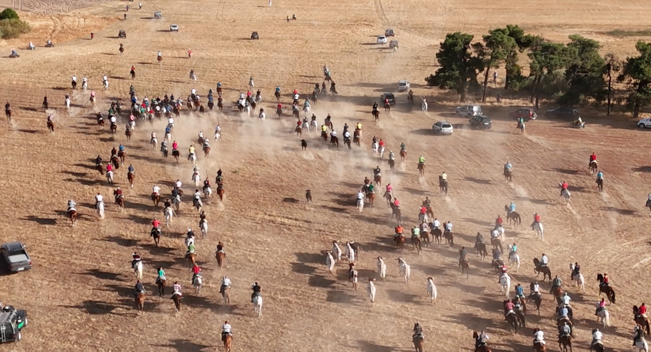 Ganado en dehesa segoviana de Nava de la Asunción
